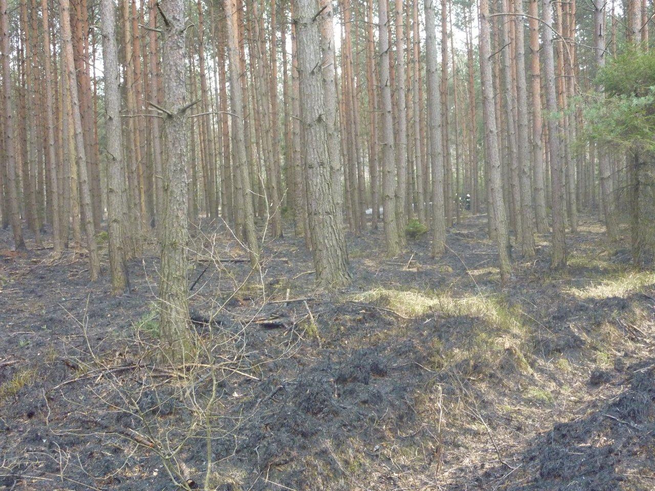 Pożar lasu w Gosławicach