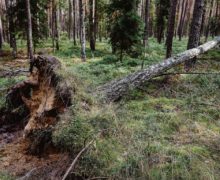 Piórem czytelnika: Nasze lasy powiatu oleskiego – drzewa powalone przez wiatr i zaatakowane przez kornika drukarza