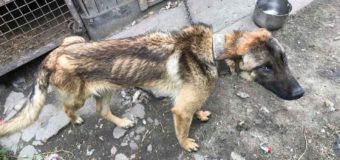 Zagłodzony pies w gminie Rudniki potrzebuje pomocy