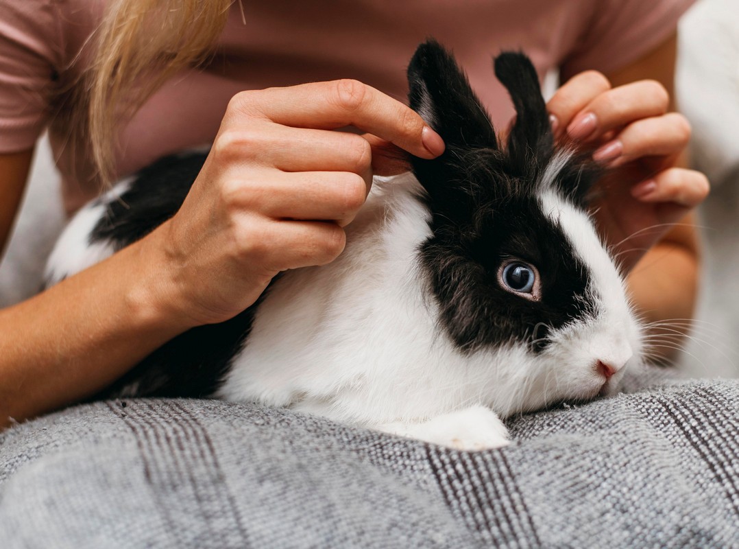 Siano dla królika – jak wybrać najlepsze, aby cieszyć się zdrowiem i dobrym samopoczuciem pupila?