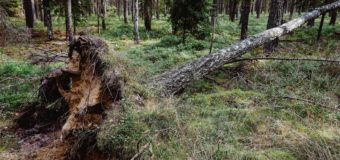 Piórem czytelnika: Nasze lasy powiatu oleskiego – drzewa powalone przez wiatr i zaatakowane przez kornika drukarza