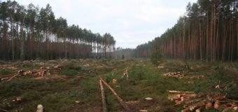 Rozpoczęła się wycinka lasów pod obwodnicę Olesna