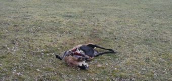 Wilki zaatakowały stado owiec. Wójt wydał ostrzeżenie